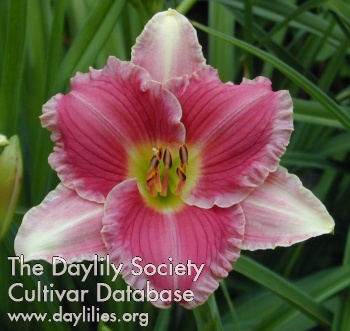 Daylily Banned in Boston